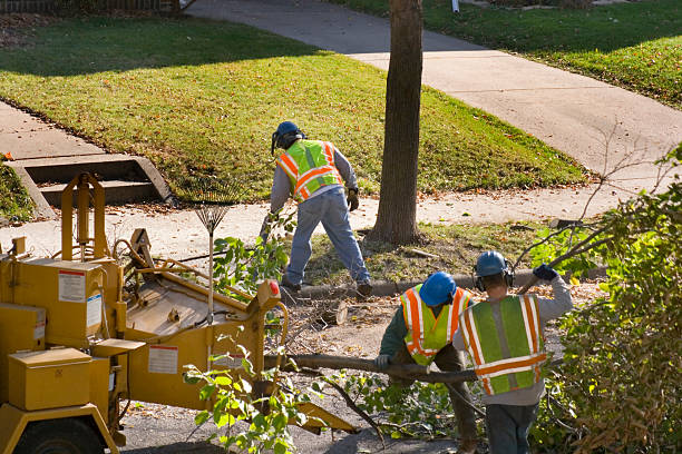 How Our Tree Care Process Works  in  Hudson, FL